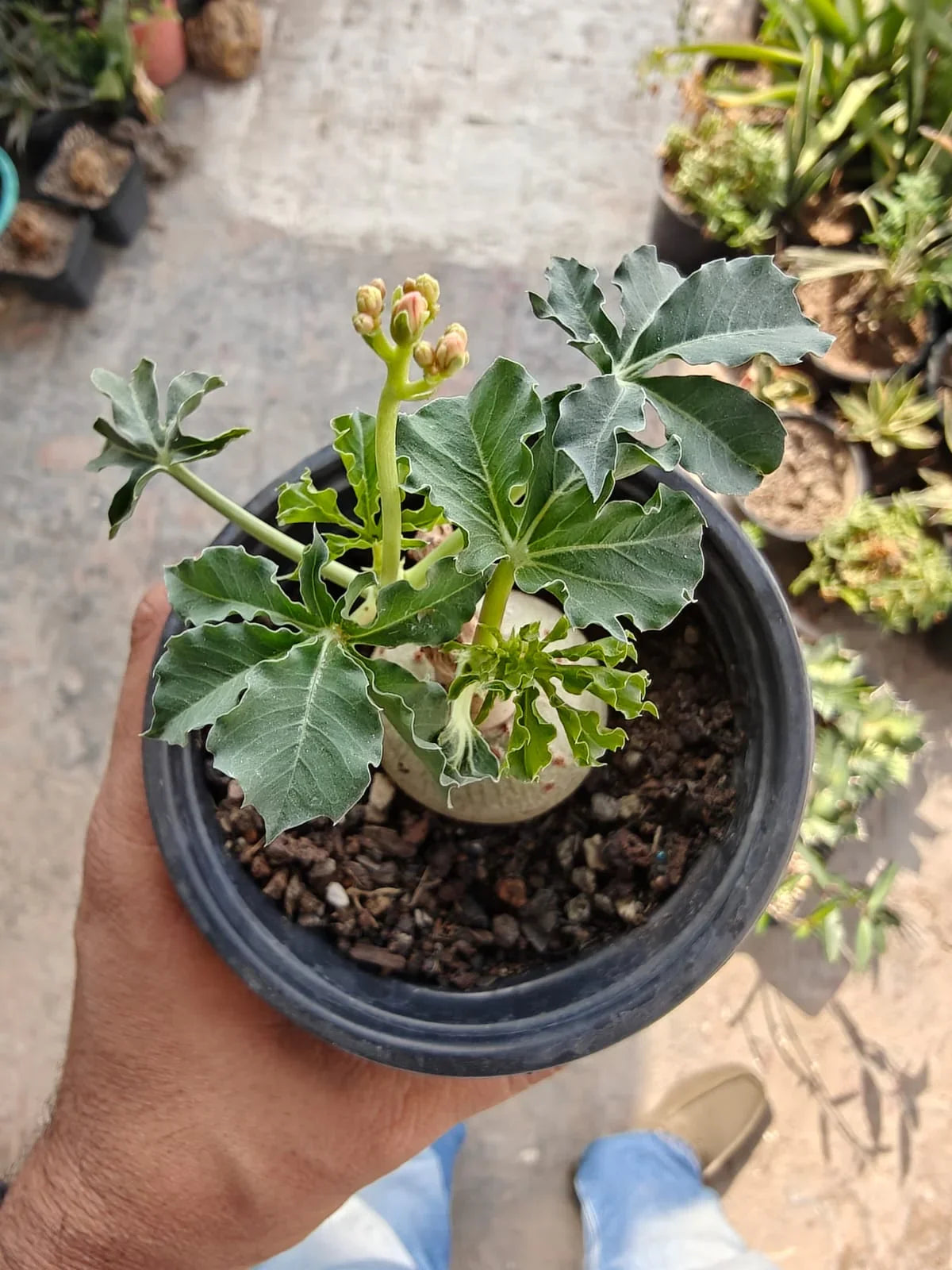 Rare succulent plant with variegated leaves and budding flowers in a black pot, ideal for collectors.