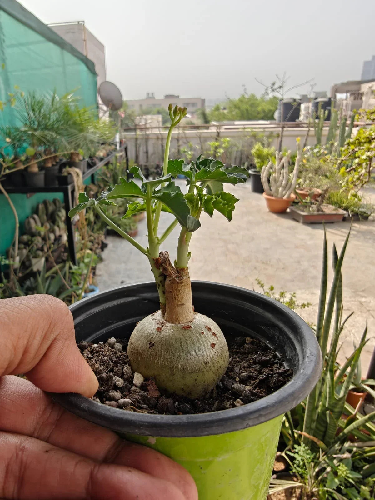 Rare succulent with bulbous base and green leaves in a pot, ideal for collectors