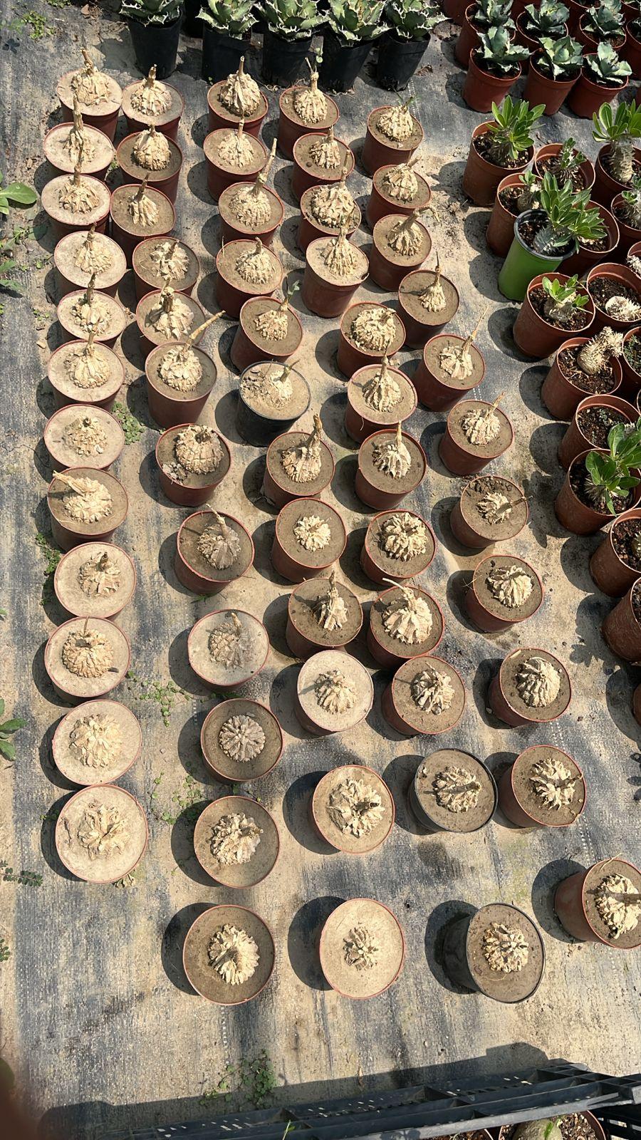 Rows of rare succulents and agaves in terracotta pots, ideal for collector plants and exotic gardens.