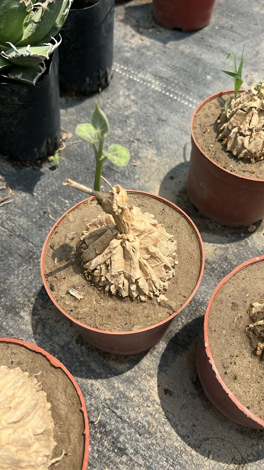 Rare succulent plant with textured base and new green leaves in terracotta pot