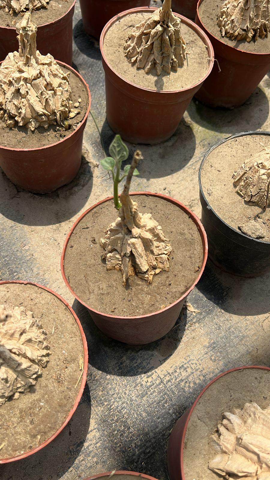 Rare succulent plant with textured trunk in terracotta pot, ideal for collectors