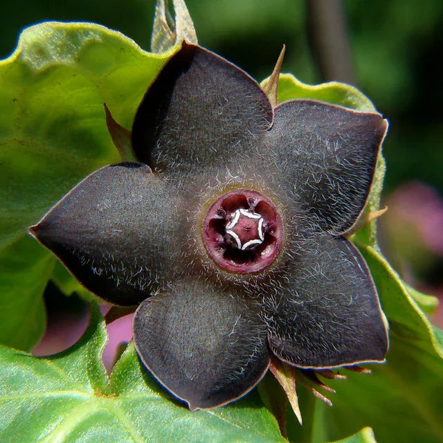 Dark exotic flower with velvety petals and star-shaped center, surrounded by lush green leaves