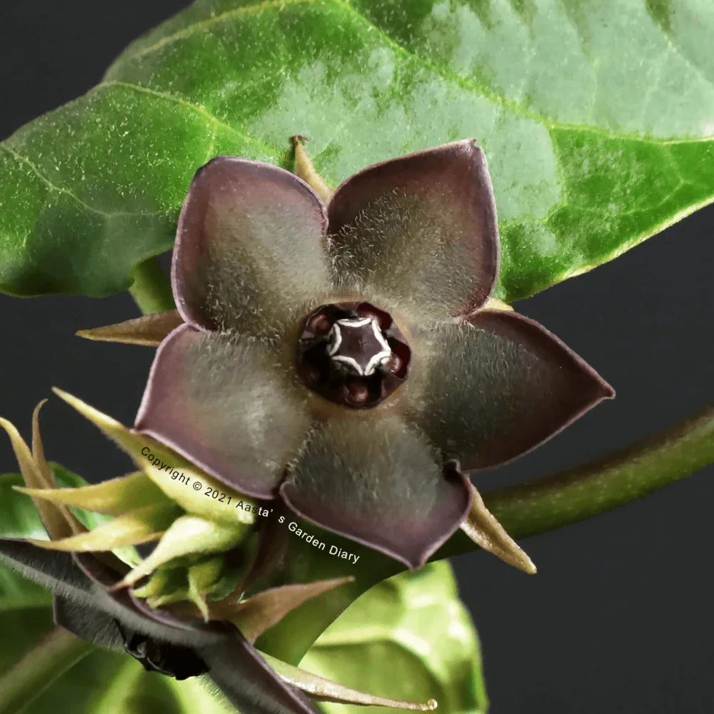 Dark purple exotic flower with star-shaped center, surrounded by green leaves, ideal for collectors.