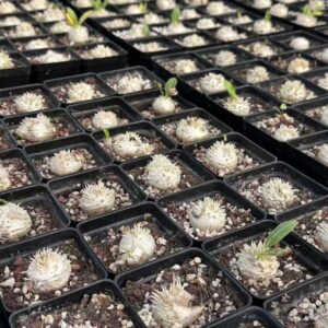 Rare succulent seedlings in black trays, perfect for collectors and exotic plant enthusiasts.