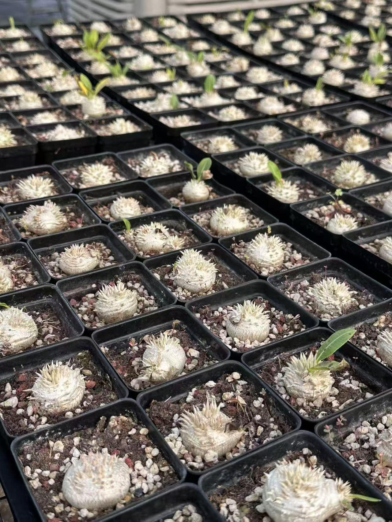 Rare succulent seedlings in black trays, perfect for collectors and exotic plant enthusiasts.