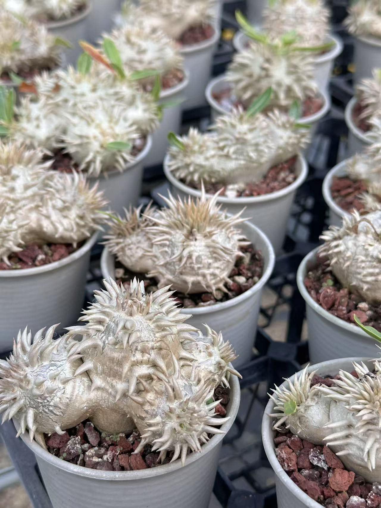 Rare spiky succulents in pots, perfect for collector plants and exotic garden displays.