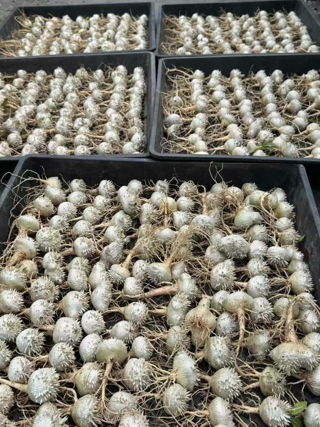 Rare succulent bulbs with spiky textures, neatly arranged in trays for collectors.