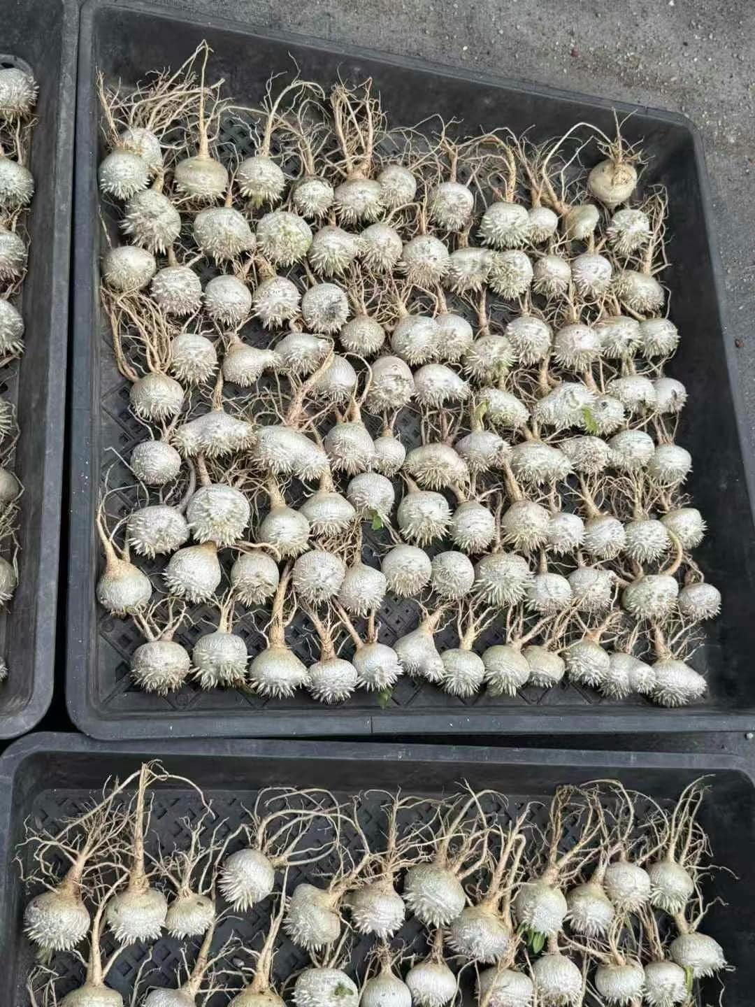 Rare succulent bulbs with spiky textures arranged in black trays for collectors