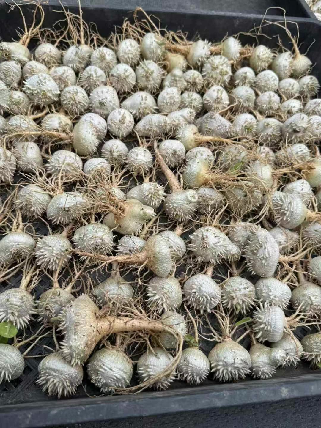 Rare succulent bulbs with spiky textures and exposed roots, ideal for collectors and exotic plant enthusiasts.