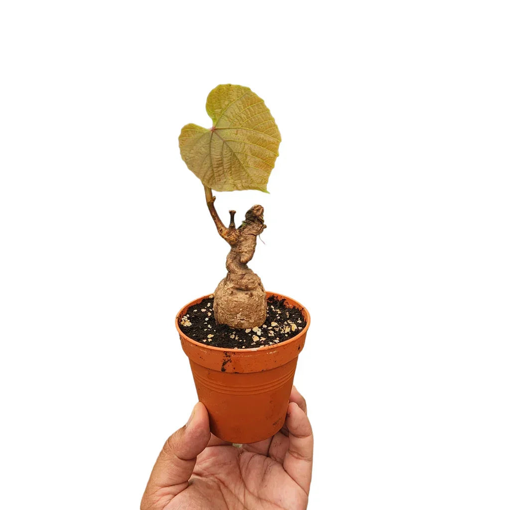 Rare succulent plant with unique bulbous stem and heart-shaped leaf in terracotta pot