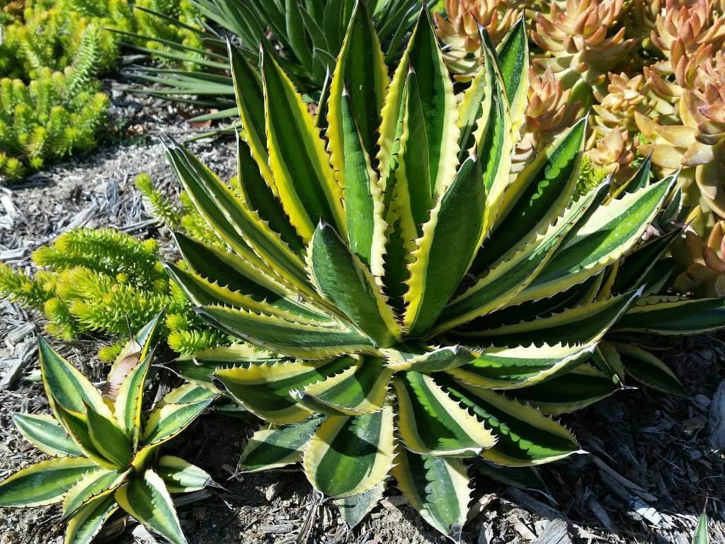 Variegated agave with green and yellow striped leaves in a succulent garden