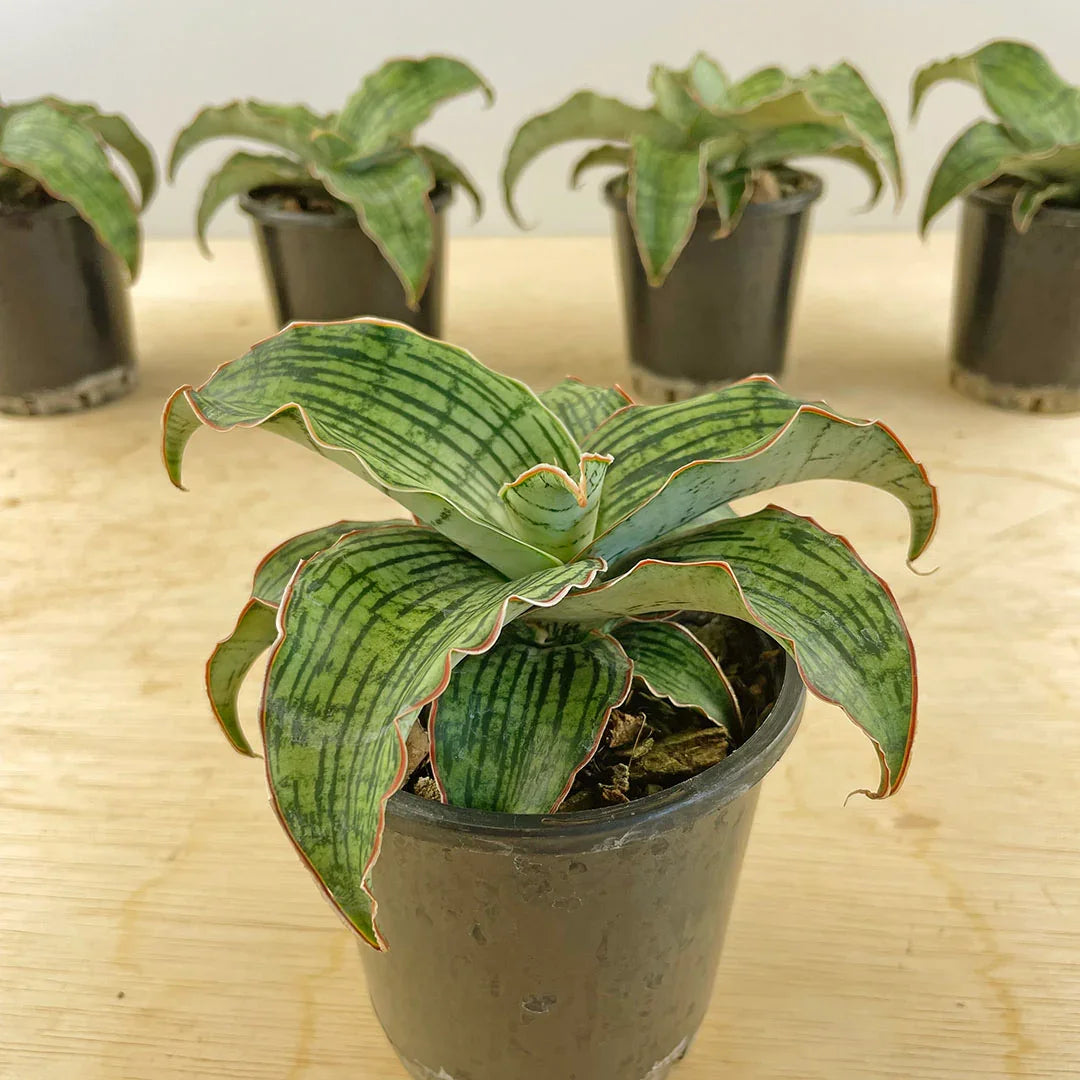 Variegated succulent plant with striped green leaves in a black pot, ideal for collectors