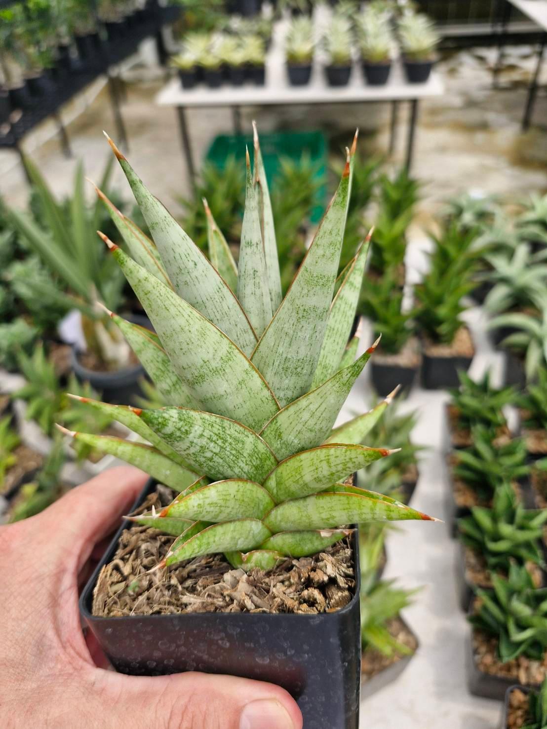 Variegated succulent plant with spiky green leaves in a black pot, held in hand among nursery plants.