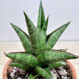 Variegated succulent plant with green leaves and white edges in terracotta pot