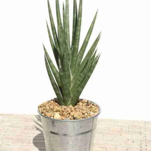 Variegated succulent plant in metal pot with pebbles, ideal for collectors