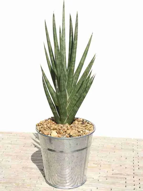Variegated succulent plant in metal pot with pebbles, ideal for collectors