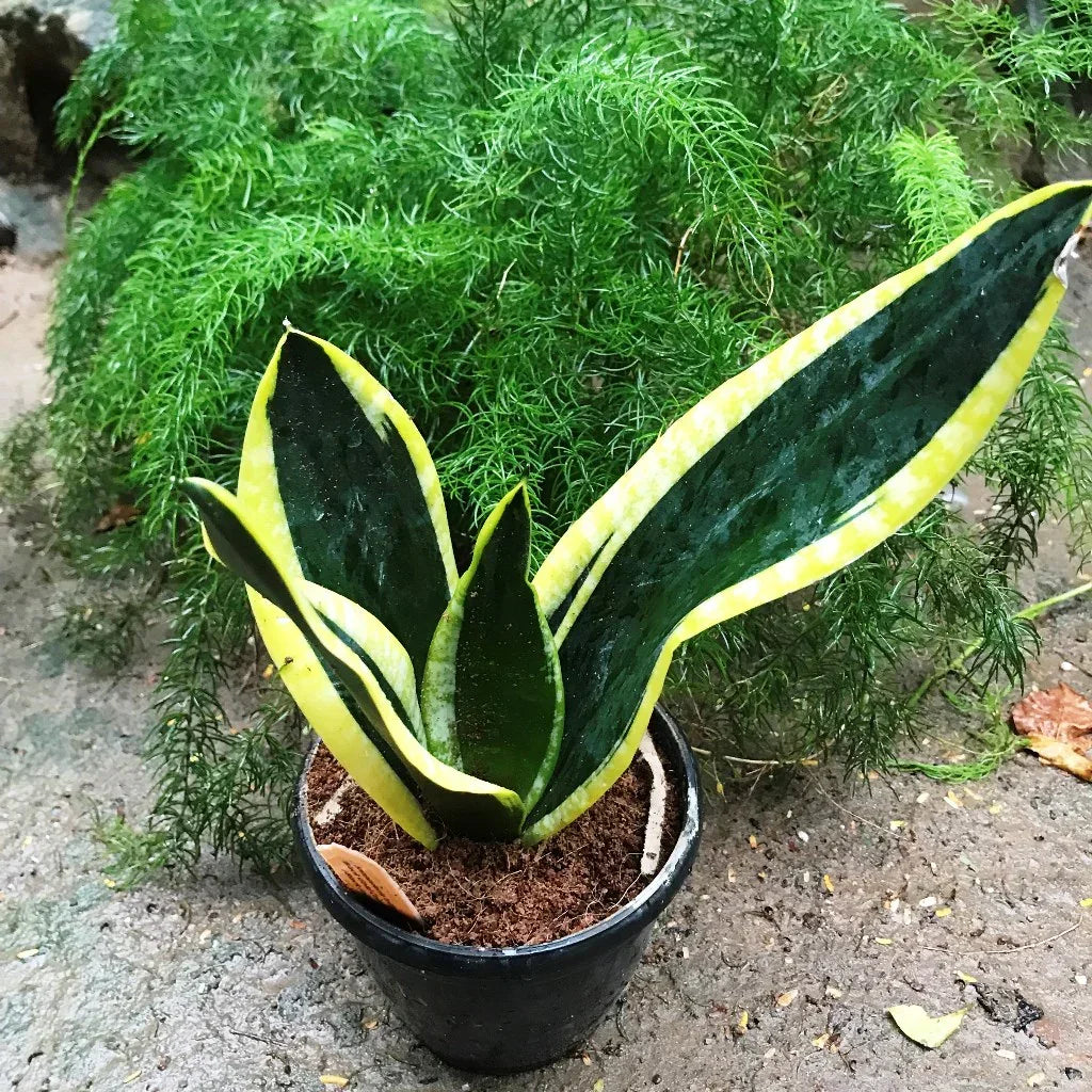 Variegated snake plant with green and yellow leaves in a black pot, surrounded by lush foliage.