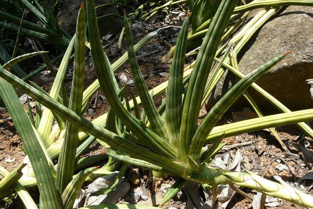 Variegated succulent plant with long green leaves and red tips, ideal for collectors
