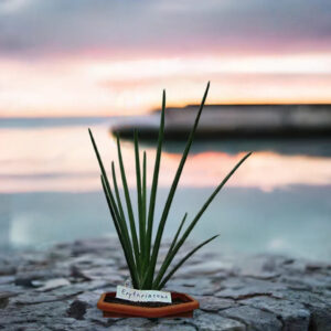 Erythrinae succulent plant in terracotta pot against sunset seascape, ideal for collectors