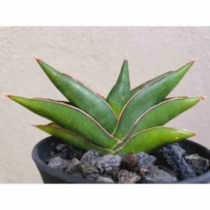 Variegated succulent plant with green leaves and red edges in a black pot with rocks