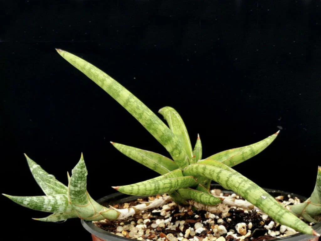 Variegated succulent plant with green striped leaves in a pot, ideal for collectors