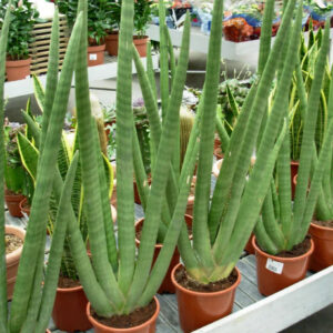Tall green snake plants in terracotta pots, ideal for indoor succulent collectors and rare plant enthusiasts.
