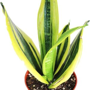 Variegated snake plant with green and yellow striped leaves in orange pot, rare succulent collector plant