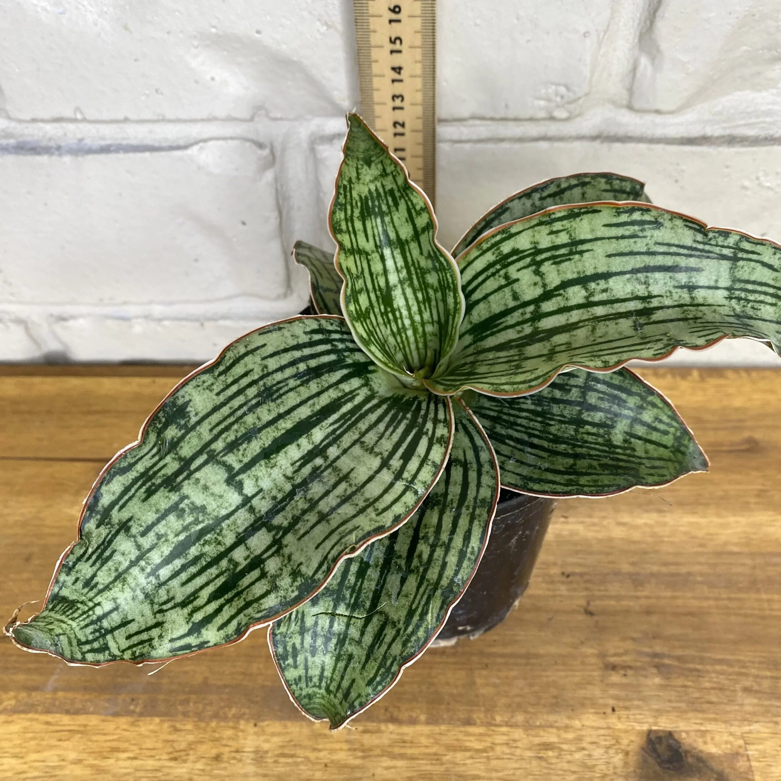 Variegated succulent with striped green leaves and red edges, potted on wooden surface