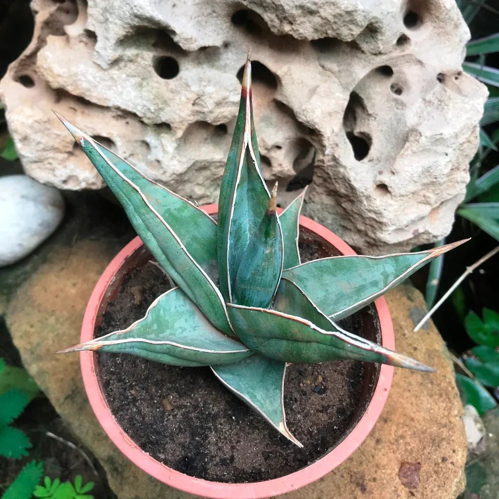 Variegated succulent plant with sharp green leaves in a terracotta pot, set against textured rock background