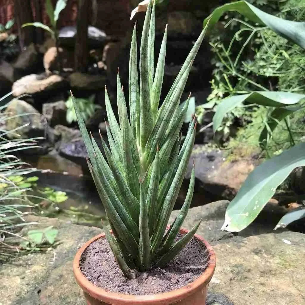 Sansevieria Francisii - Image 3