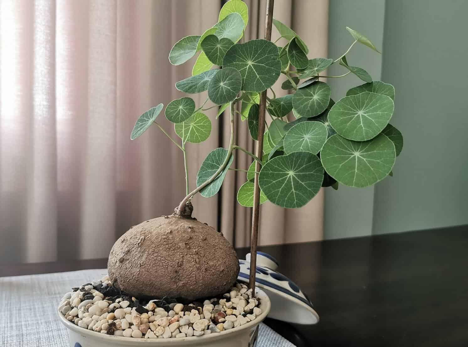 Rare succulent plant with round green leaves and a bulbous base, potted with pebbles for indoor decor