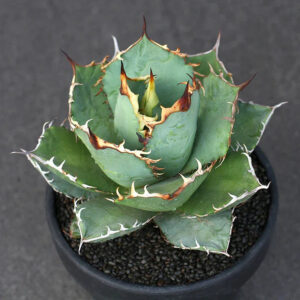 Rare Agave with striking variegated leaves and sharp spines, perfect for collector succulent gardens.