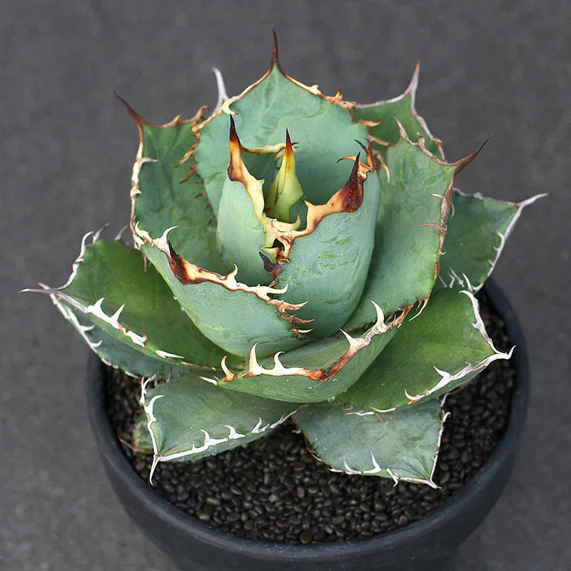 Rare Agave with striking variegated leaves and sharp spines, perfect for collector succulent gardens.