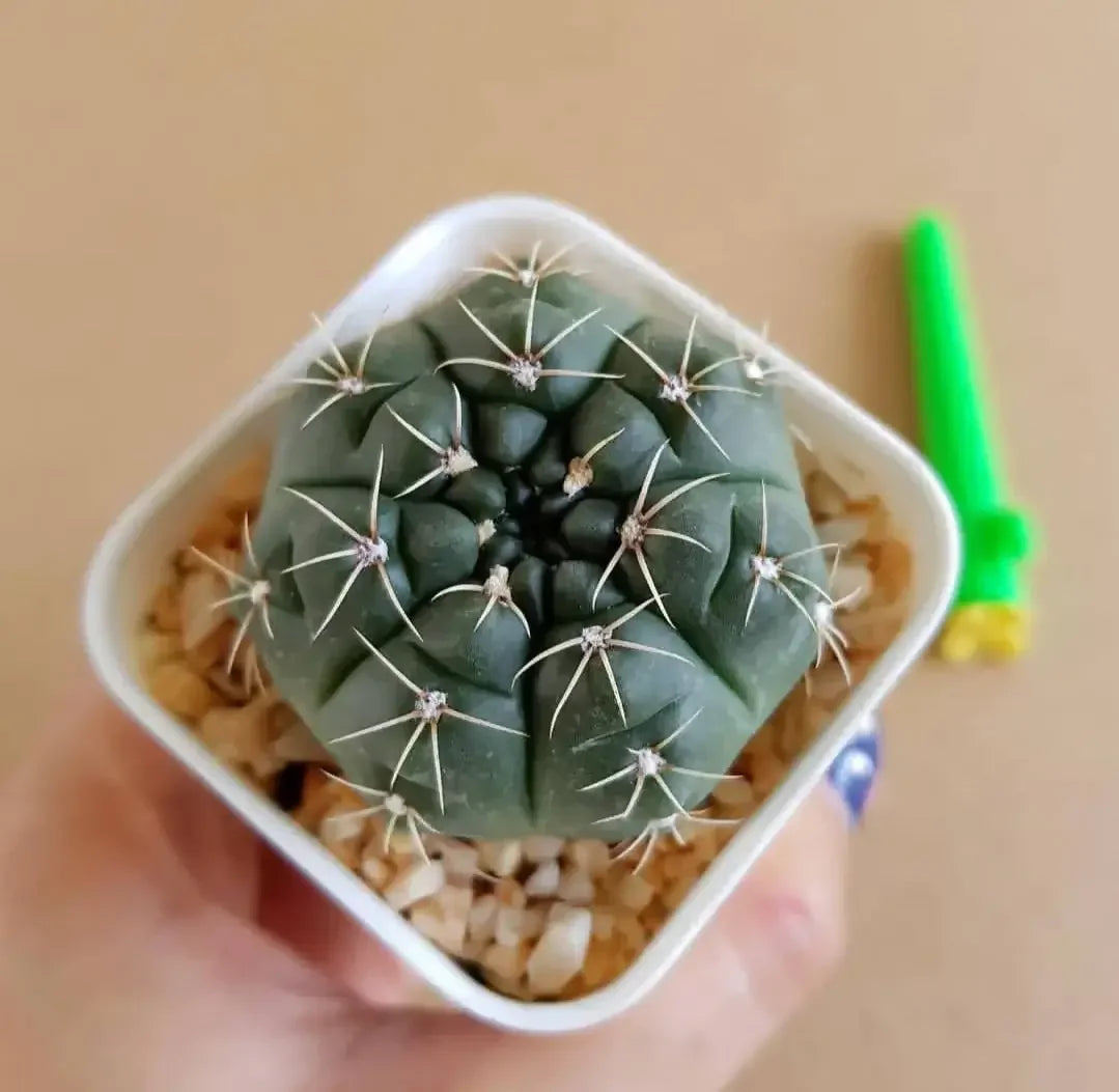 Small green cactus with white spines in a white pot, held in hand