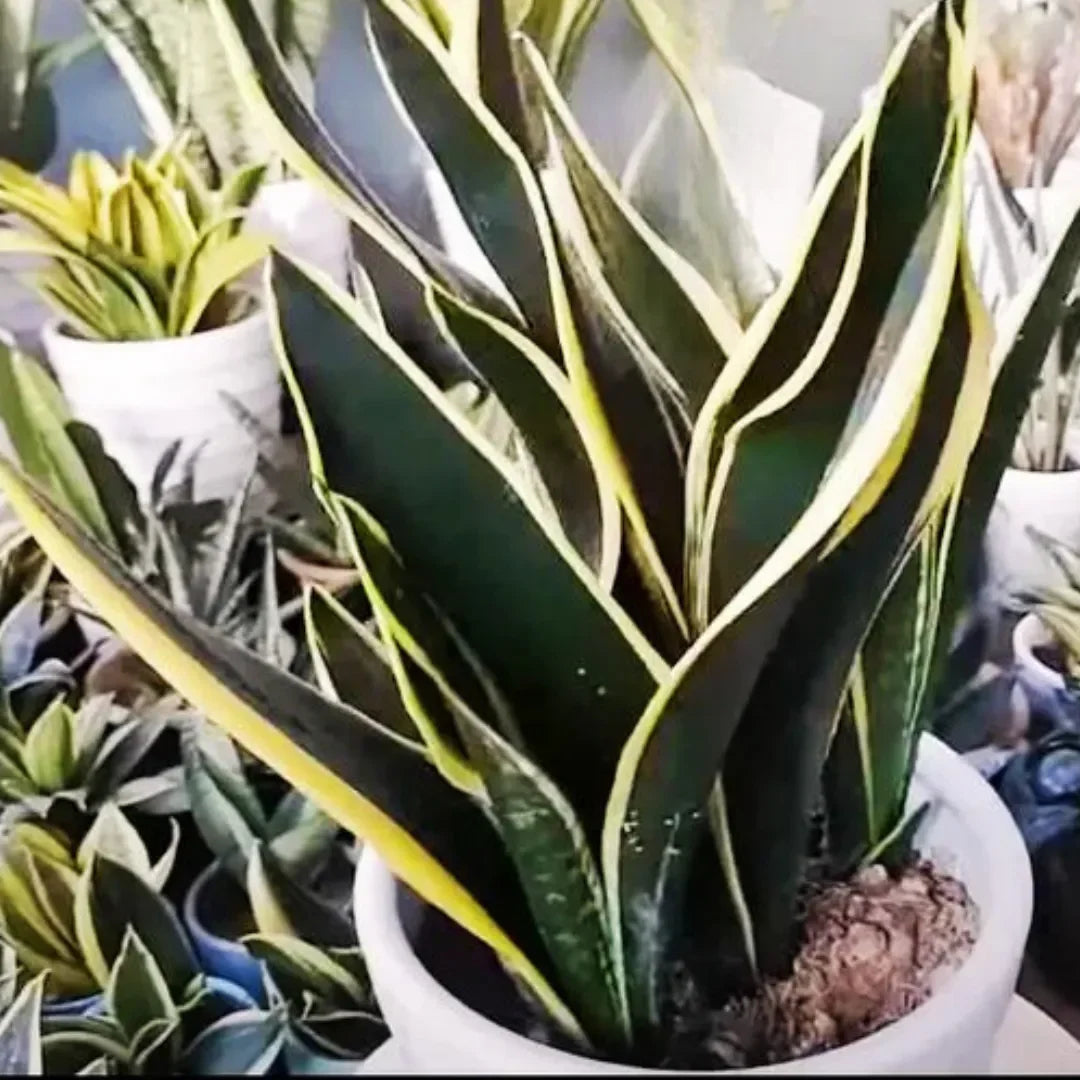 Variegated snake plant with green and yellow leaves in a white pot, ideal for indoor decor