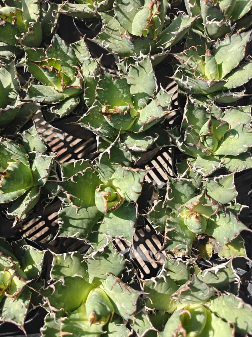 Rare variegated agave succulents with spiky green leaves and unique patterns, ideal for collectors.