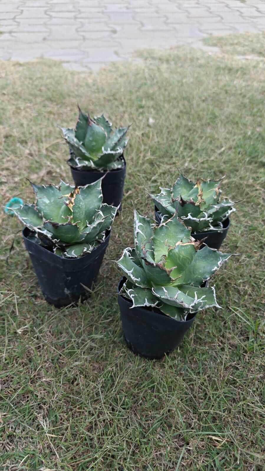 Variegated agave succulents in black pots on grass, ideal for collectors and rare plant enthusiasts.