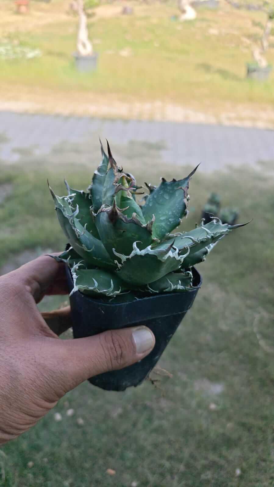Rare variegated agave succulent with spiky leaves, held in hand for plant collectors