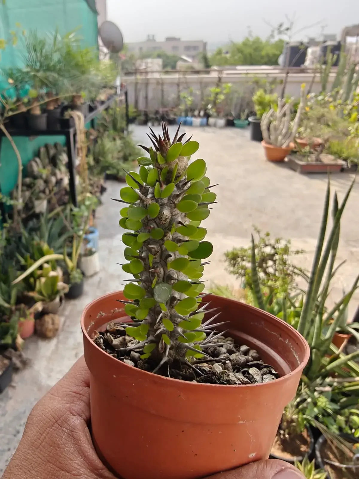 Spiky succulent plant in terracotta pot, ideal for collectors and rare plant enthusiasts