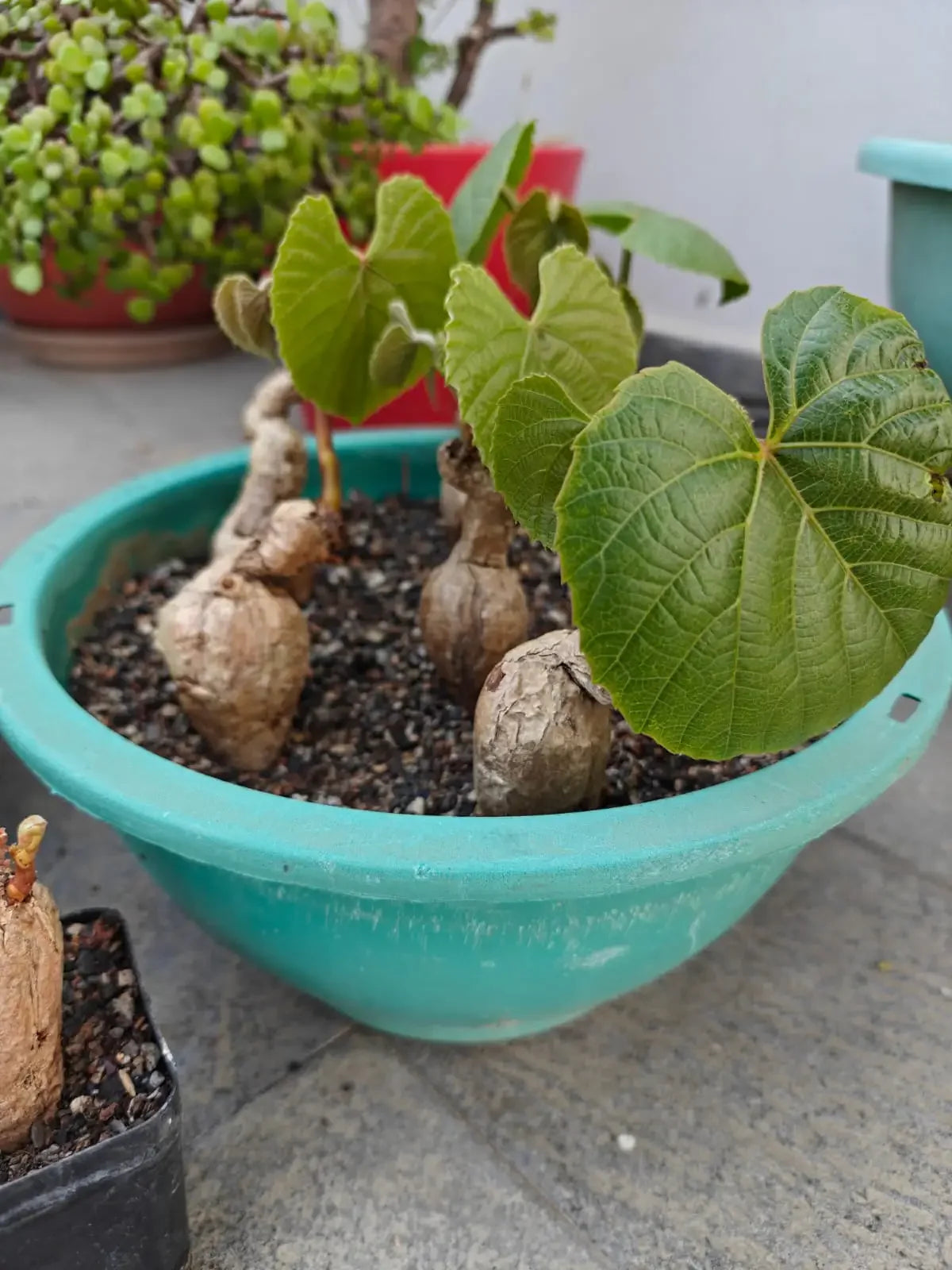 Rare succulent with bulbous stems and vibrant green leaves in a teal pot