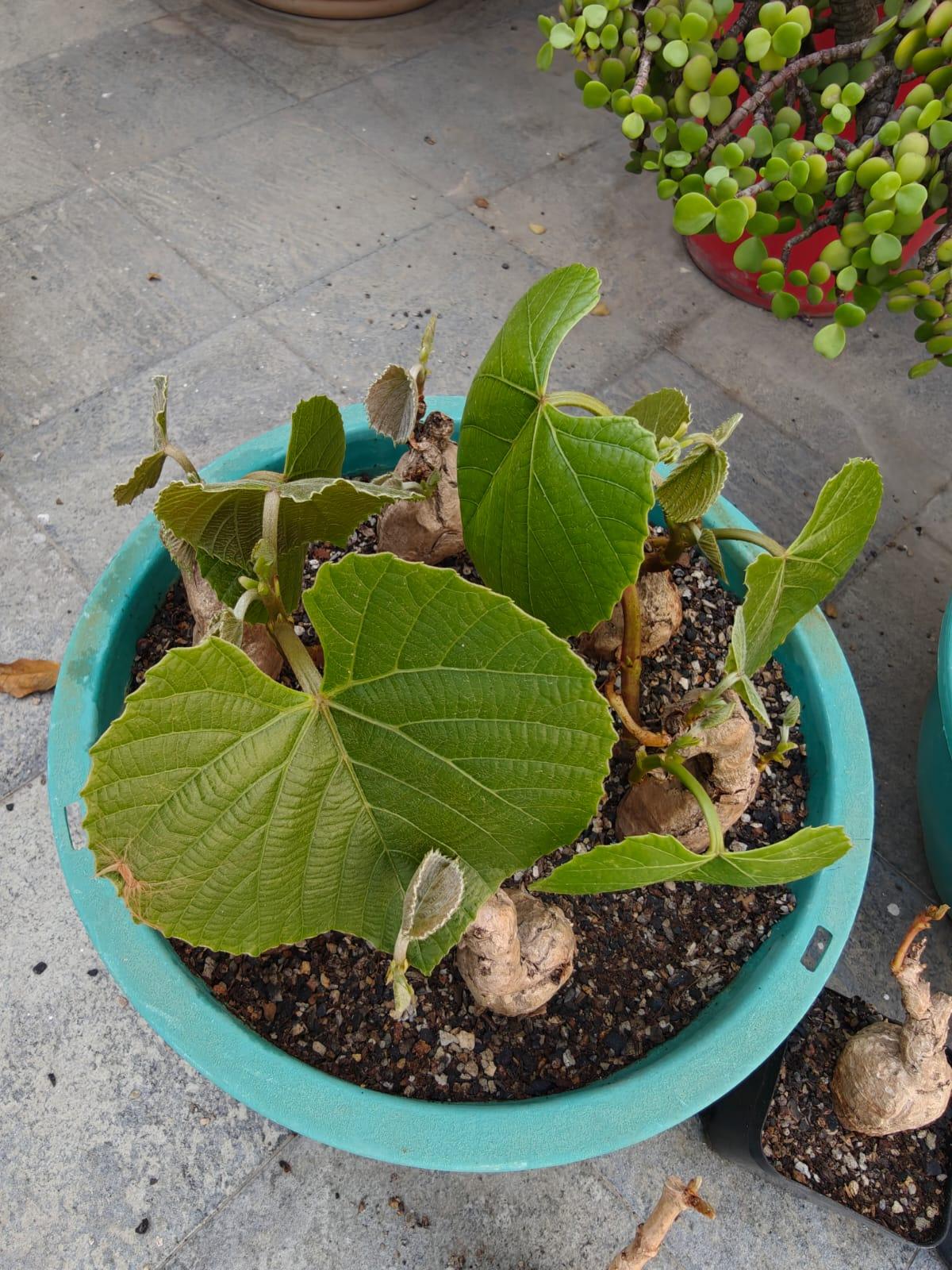 Cambodian Wild Grape Ampelocissus Martini - Image 8