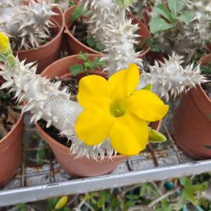 Vibrant yellow flower blooming on a spiky succulent plant in terracotta pot