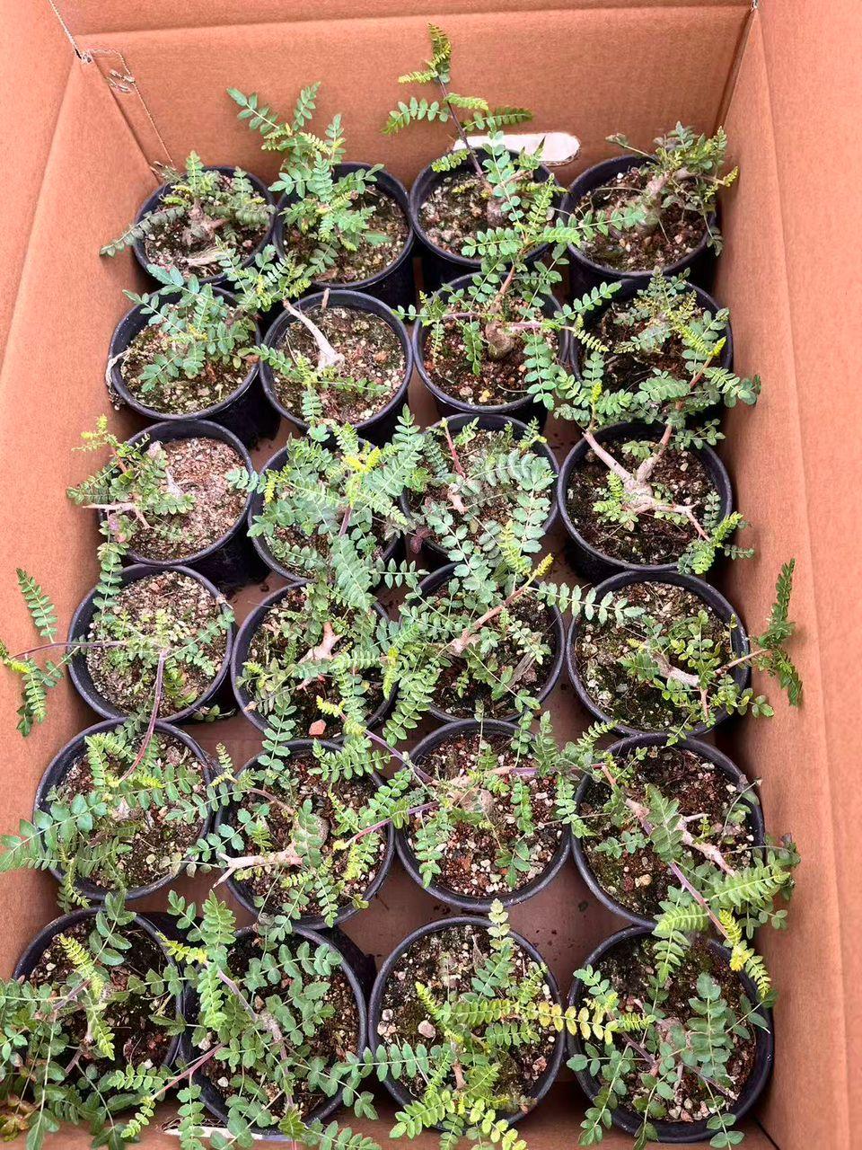 Rare succulents and exotic plants in black pots, neatly packed in a cardboard box for collectors.