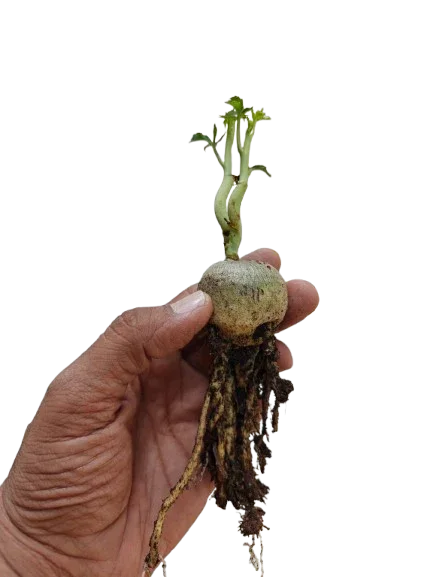 Hand holding rare succulent with exposed roots and green shoots, ideal for collectors.