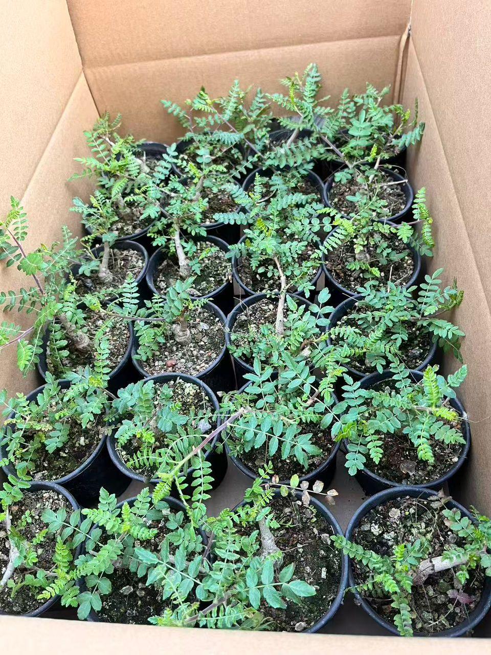 Potted rare succulents and collector plants in a box, ideal for plant enthusiasts and gardeners.