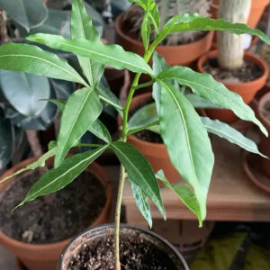 Rare variegated succulent plant in terracotta pot, ideal for collectors and indoor gardens