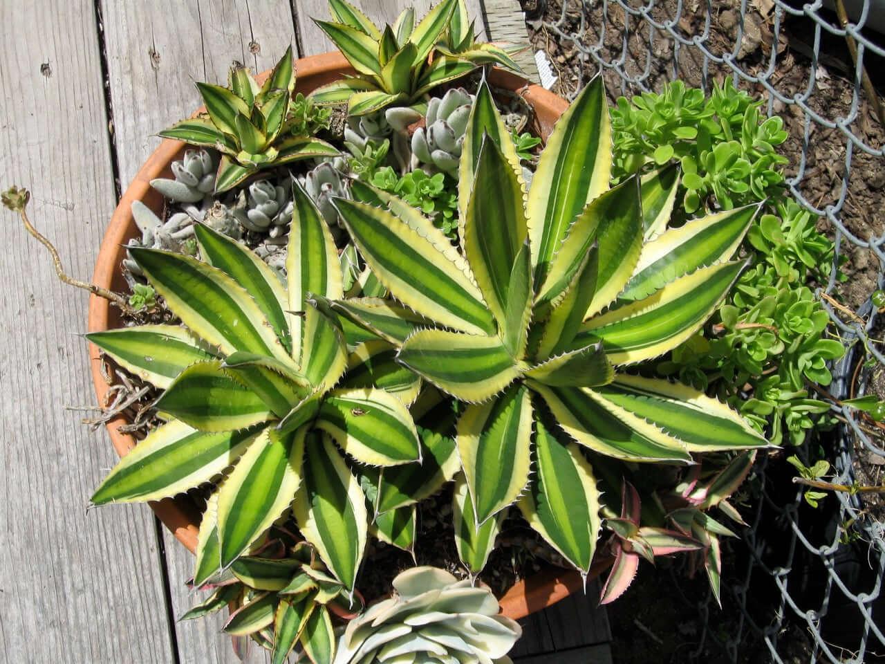 Variegated agave succulents in terracotta pot with lush greenery and wooden deck background