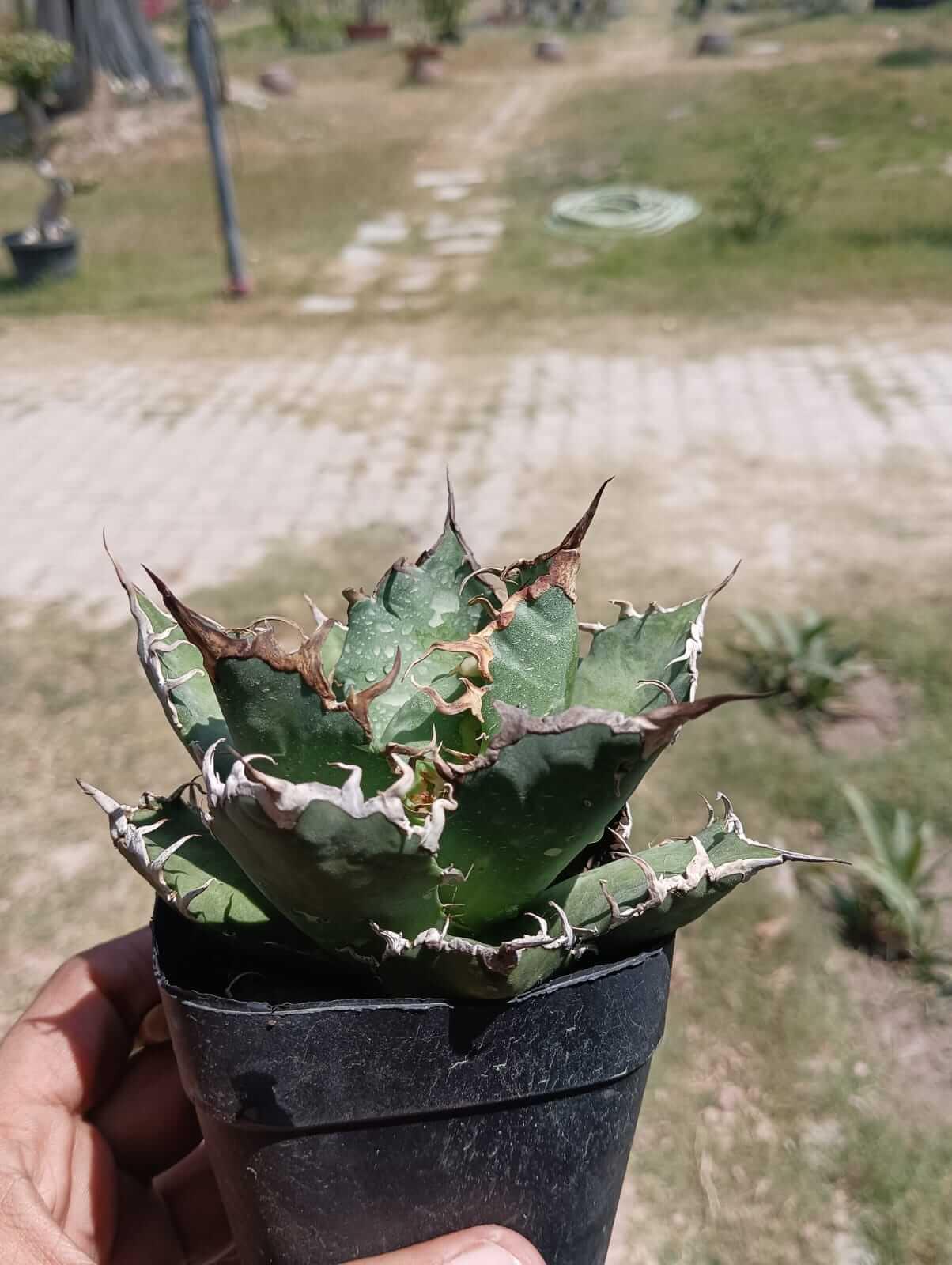Rare variegated agave succulent with spiky leaves in black pot, ideal for collectors