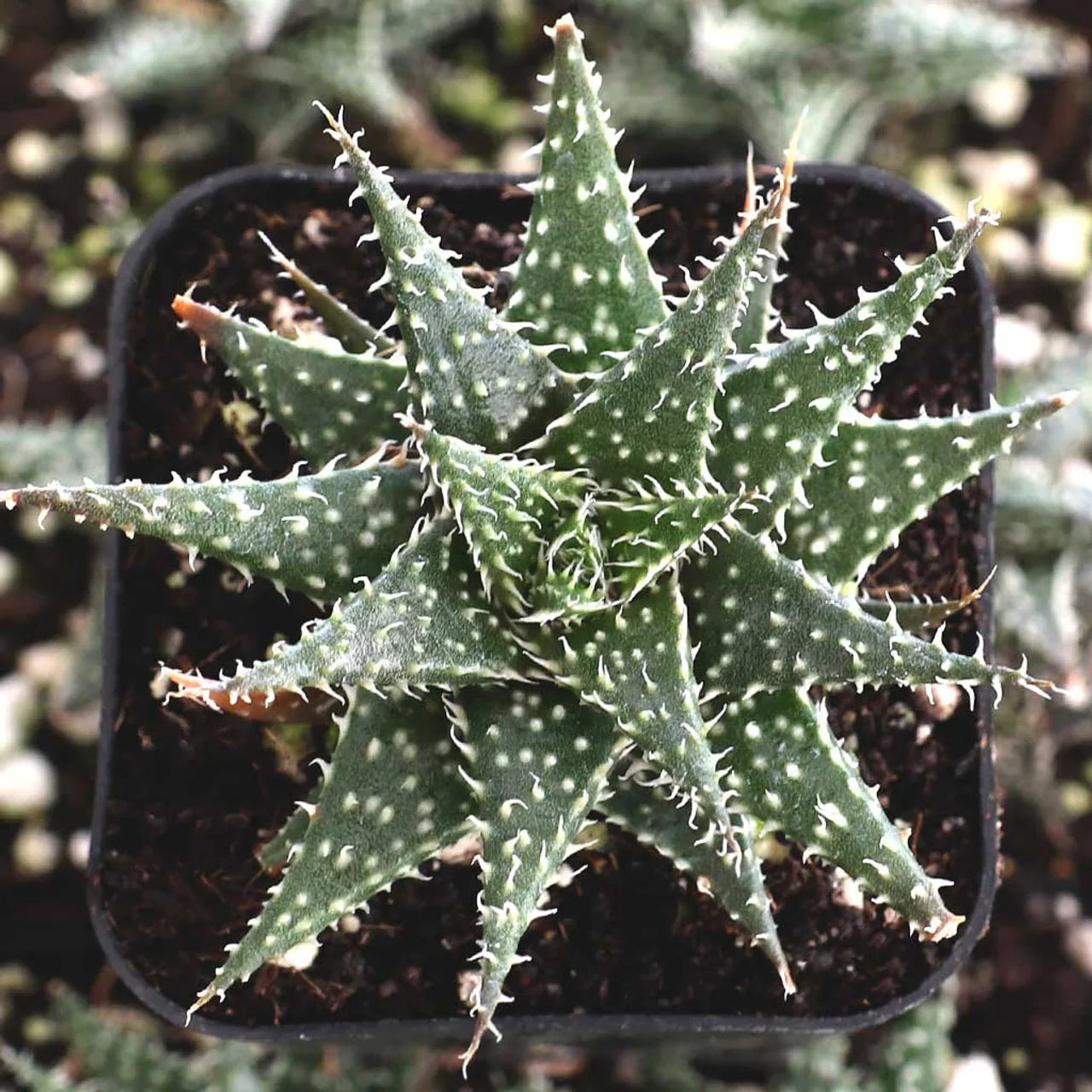 Variegated succulent with spiky leaves and white dots, ideal for collectors