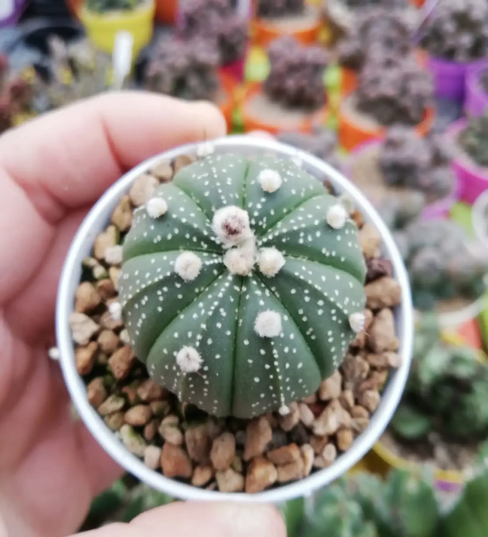 Small green cactus with white dots in a pot, held in hand, ideal for succulent collectors.
